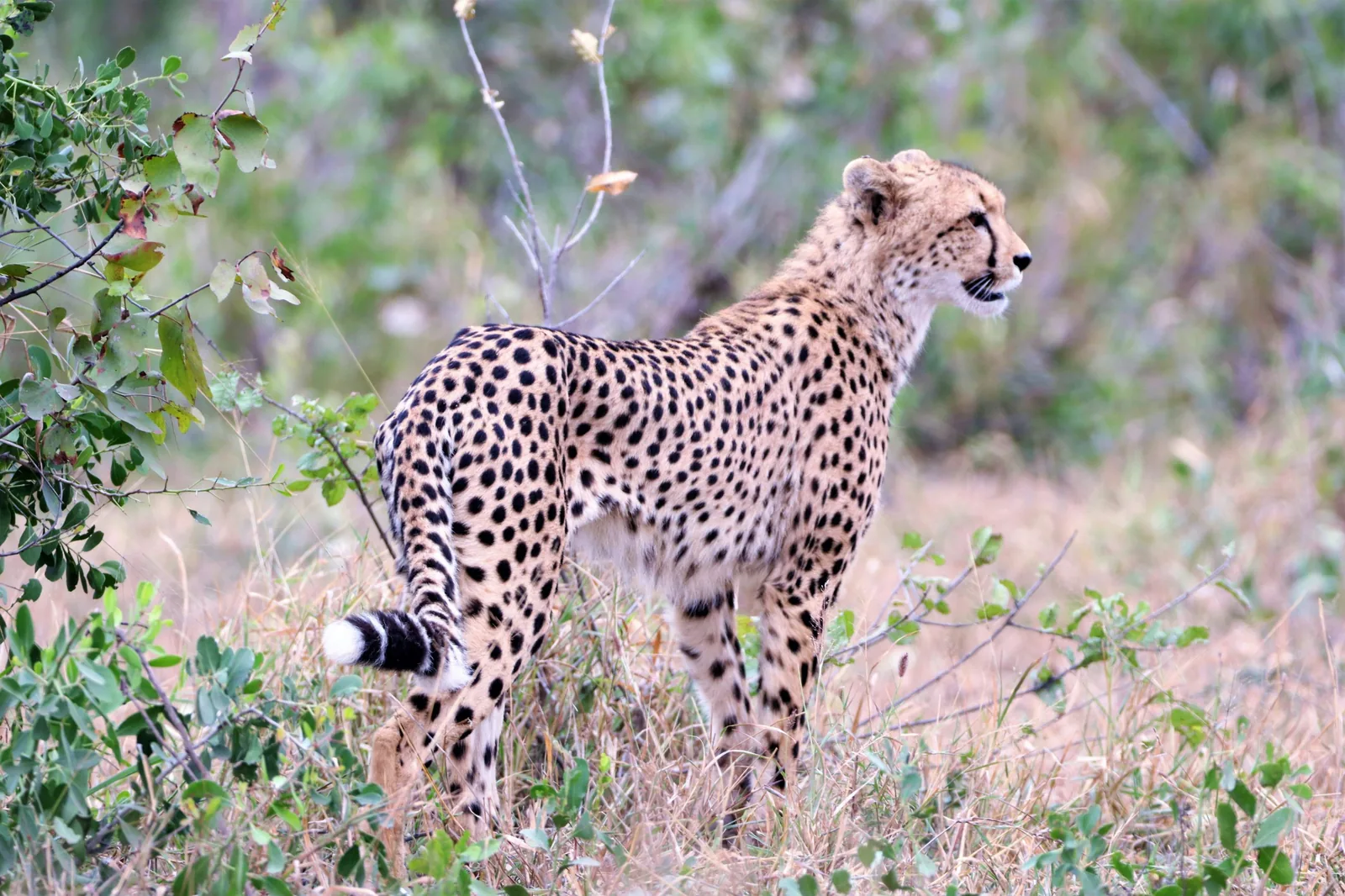 Representative photo: cheetah