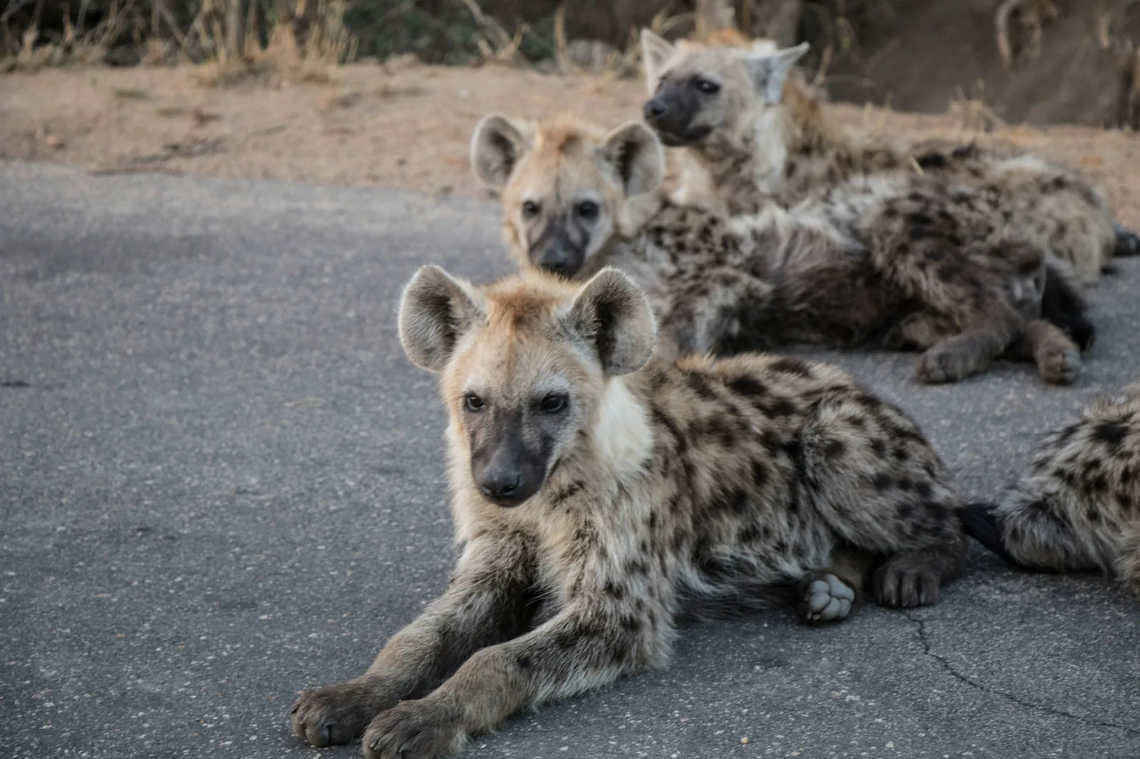 Representative photo: spotted hyenas