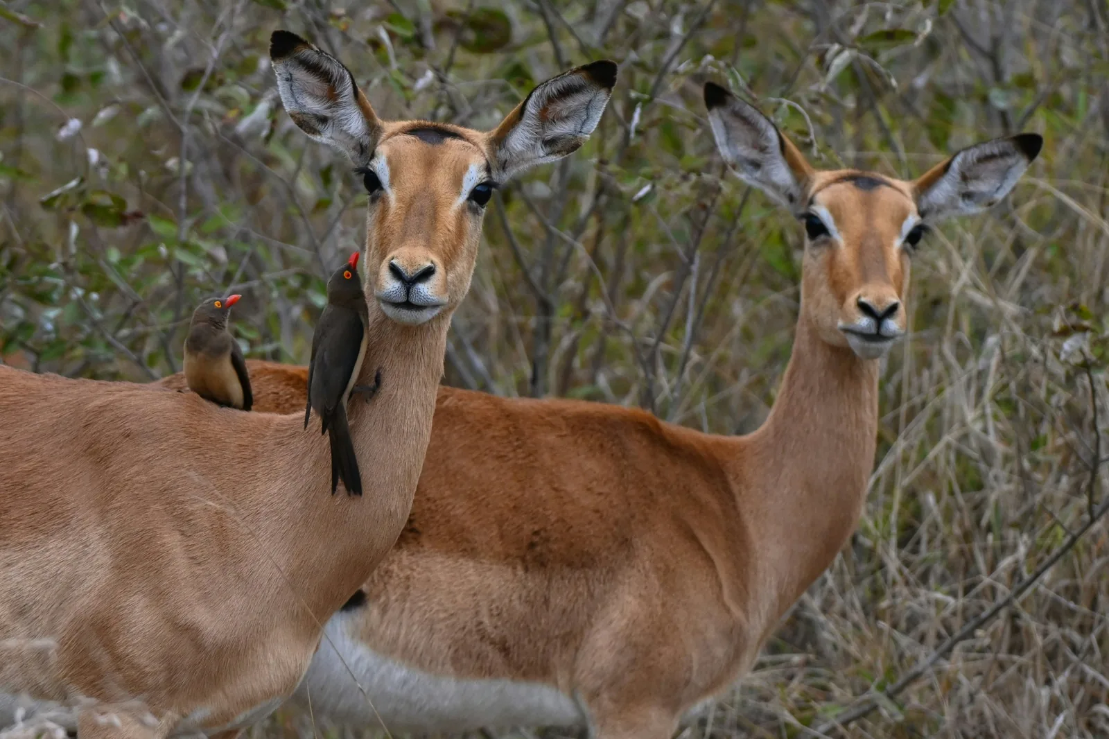 Representative photo: impala and oxpeckers