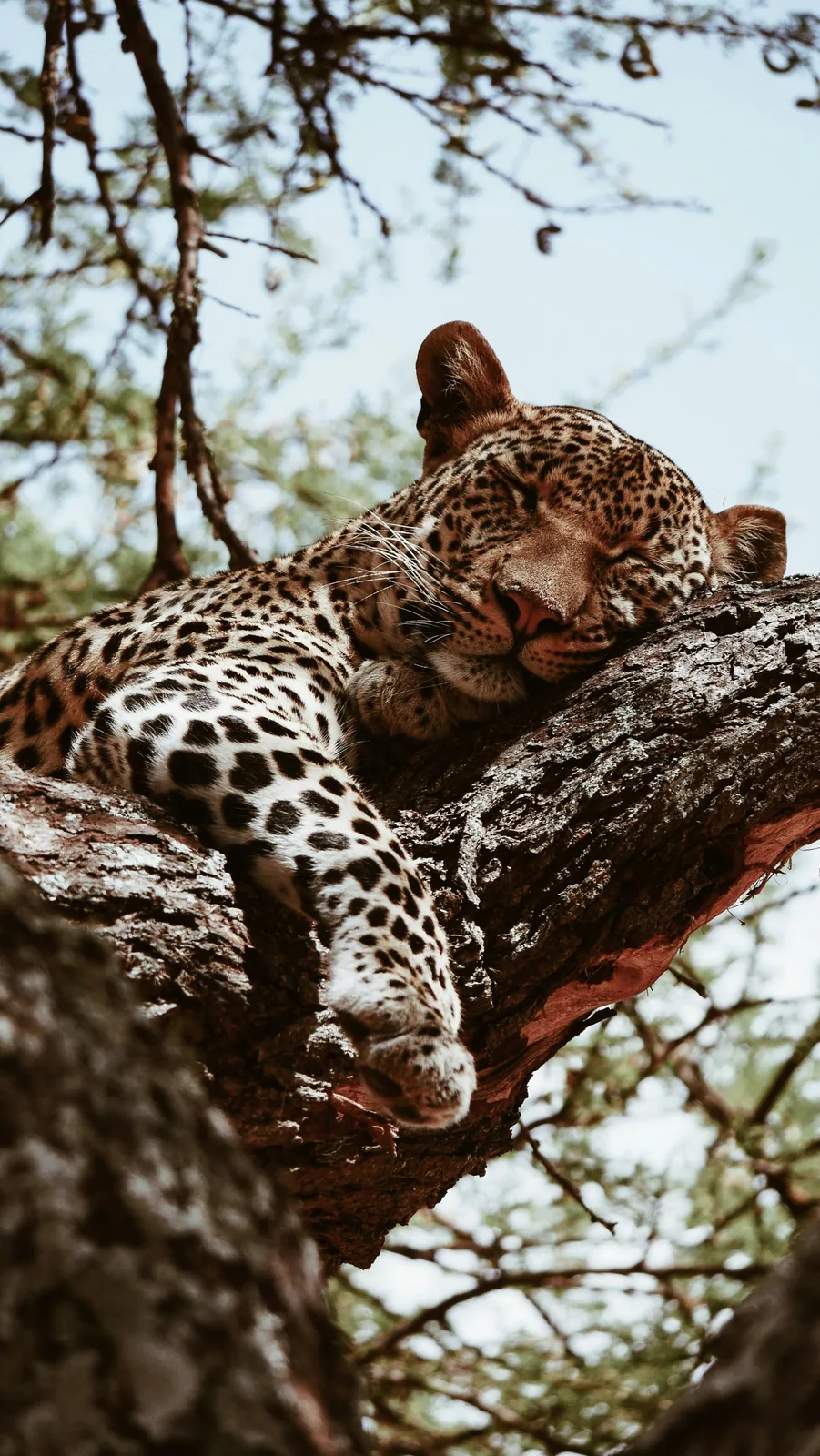 Representative photo: leopard resting in a tree