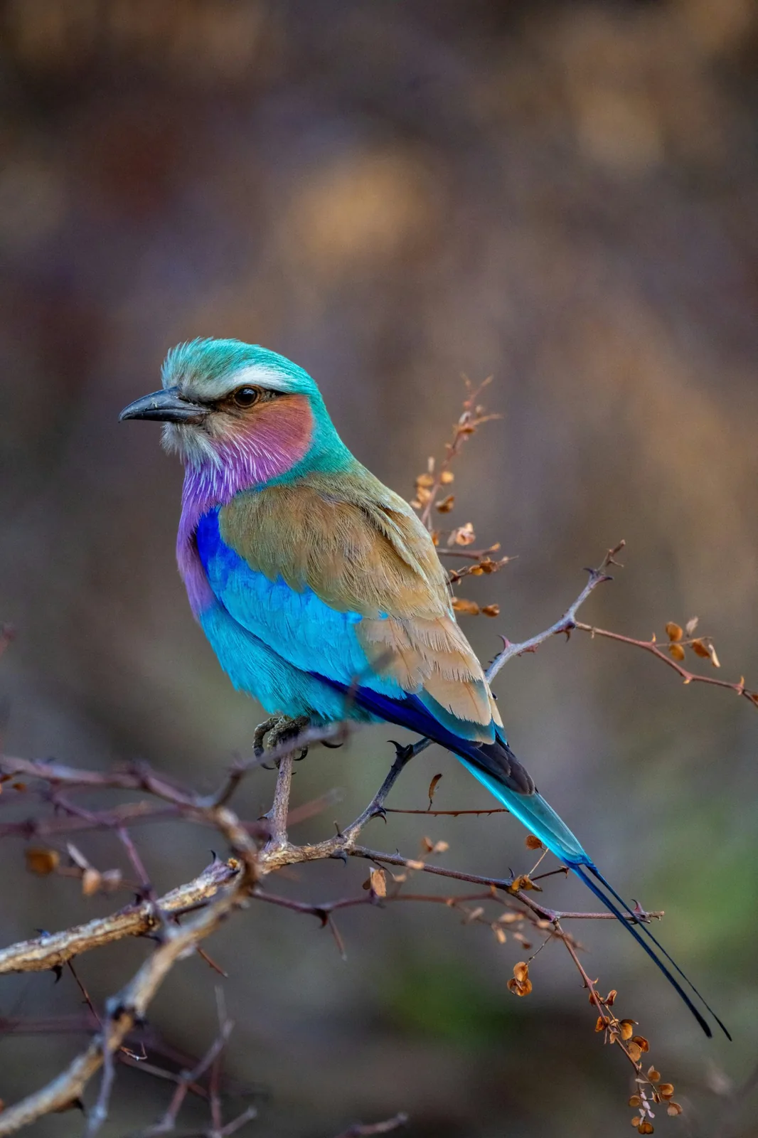 Representative photo: lilac-breasted roller