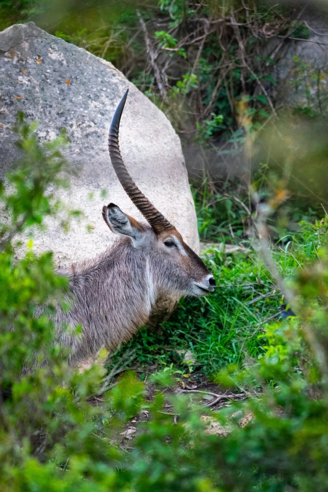 Representative photo: waterbuck